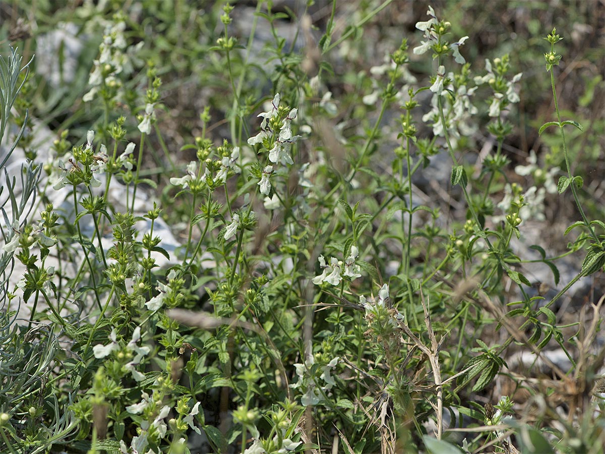 Stachys recta ssp. subcrenata